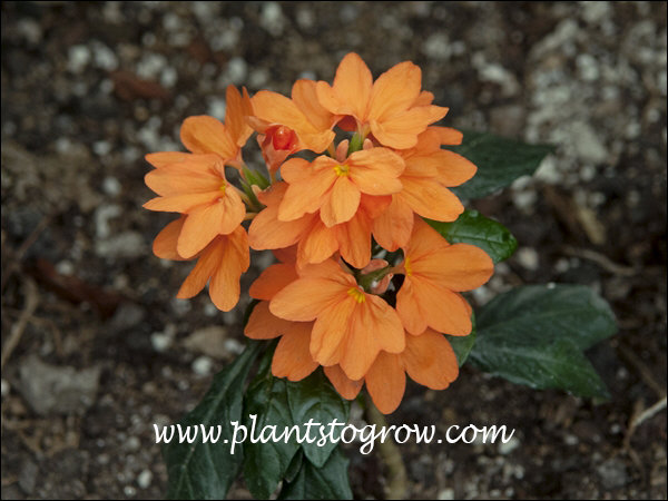 Very bright orange flowers.